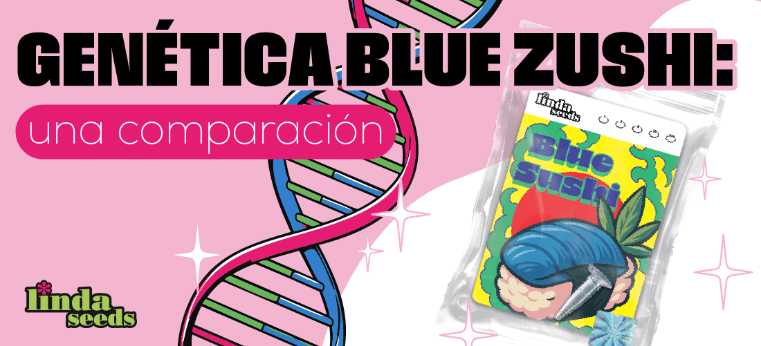 Comparativa Blue Zushi: la mejor Blue Zushi de Linda Seeds (genética y bancos)